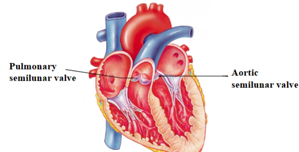 <ul><li><p><span style="background-color: transparent;"><span>Valve cusps resemble pockets&nbsp;</span></span></p></li><li><p><span style="background-color: transparent;"><span>Blood pushes them open when the ventricles contract&nbsp;</span></span></p></li><li><p><span style="background-color: transparent;"><span>When ventricles relax, blood fills the pockets and forces the valve closed</span></span></p></li></ul><p></p>