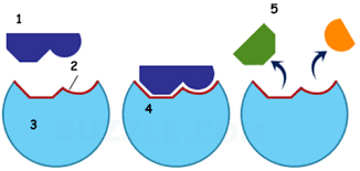 <p>How is the Active site (2) affected by the change in ph </p>