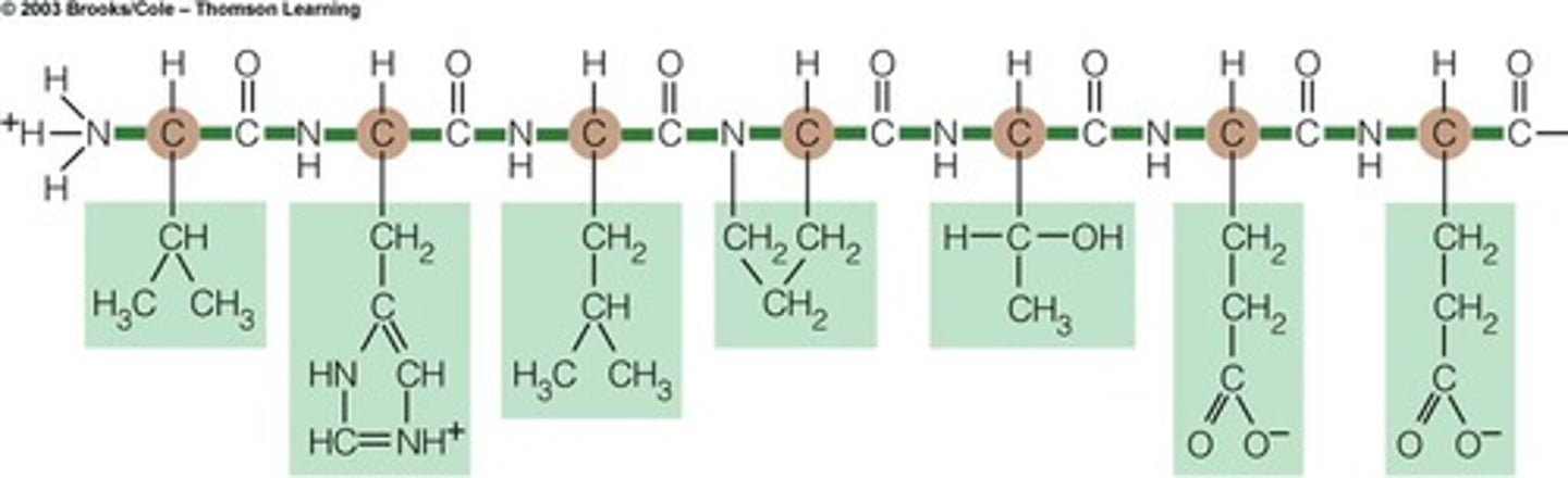 <p>long chain of amino acids that makes proteins</p>