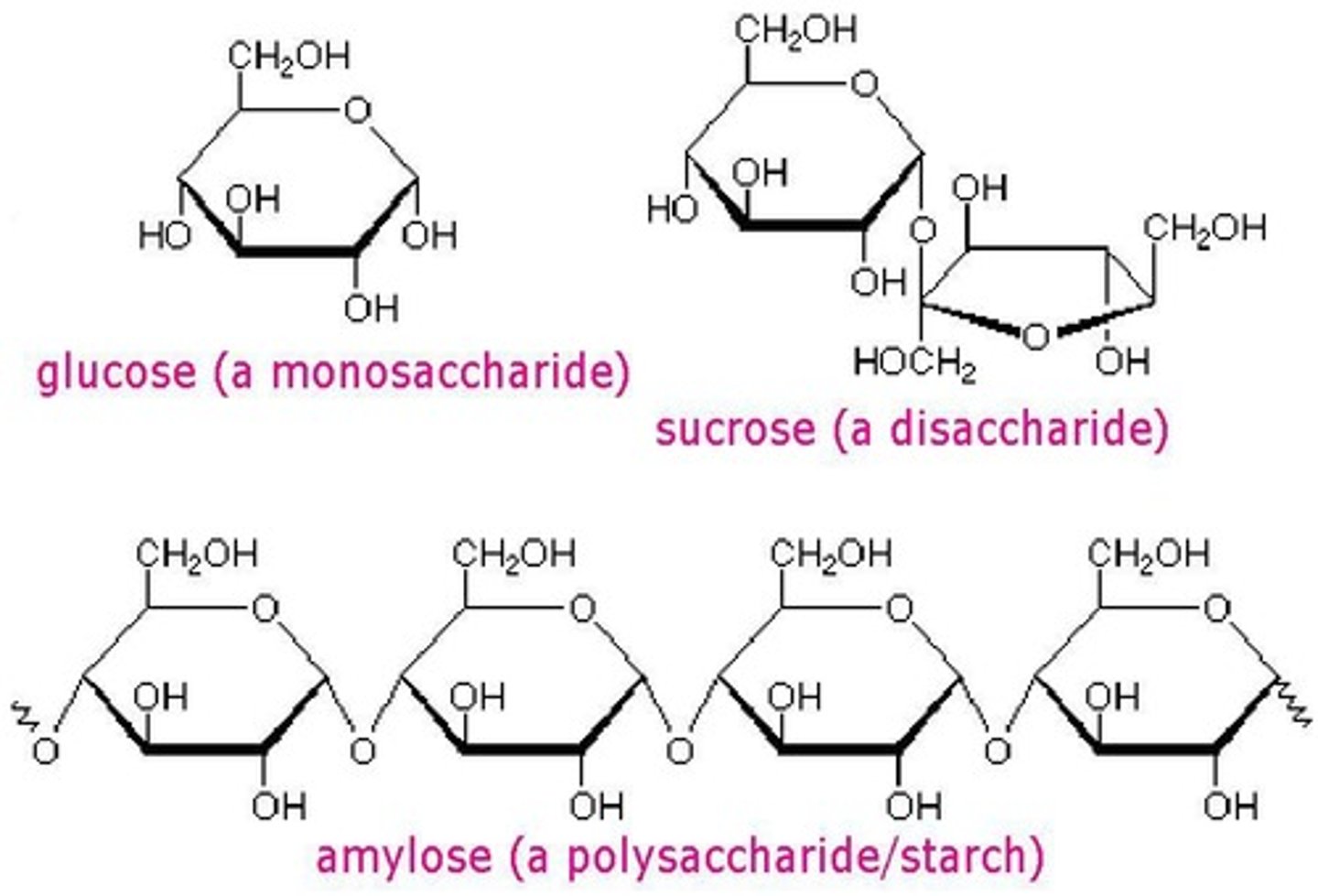 <p>Monosaccharides, disaccharides, and polysaccharides.</p>