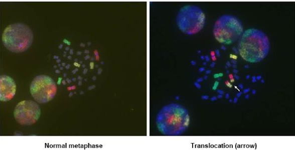 <p>Fluorescent in-site hybridization</p><ul><li><p>painting chromosomes to see if DNA chromosome fusions occur</p></li></ul><p></p>