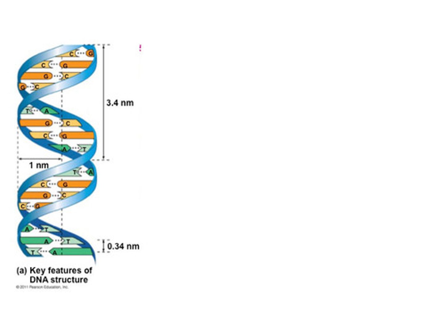 <p>double helix (twisted ladder)</p>