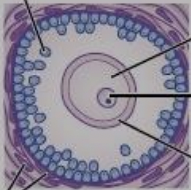 two or more layers of cuboidal granulosa cells around the oocyte and no sign of antrum formation 