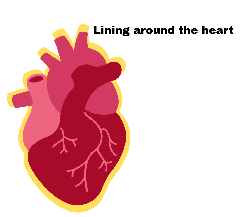 <p>Pericardium </p>
