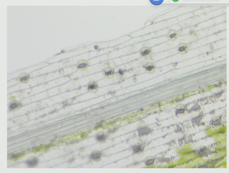 <p>What type of stomata complex</p>