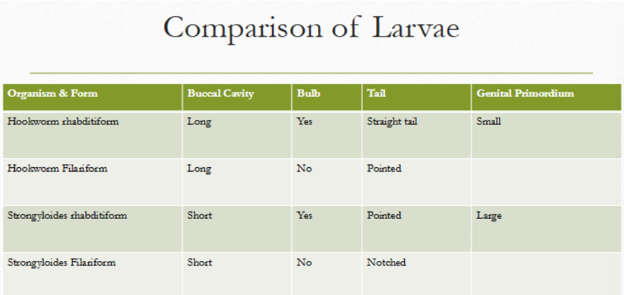 <ul><li><p>rhabditiform: <u>short buccal cavity</u>; esophageal bulb; <u>pointed tail</u>; <u>large genital primoridum</u></p></li><li><p>filariform: short buccal cavity; no esophageal bulb; <u>notched tail</u></p></li></ul><p></p>