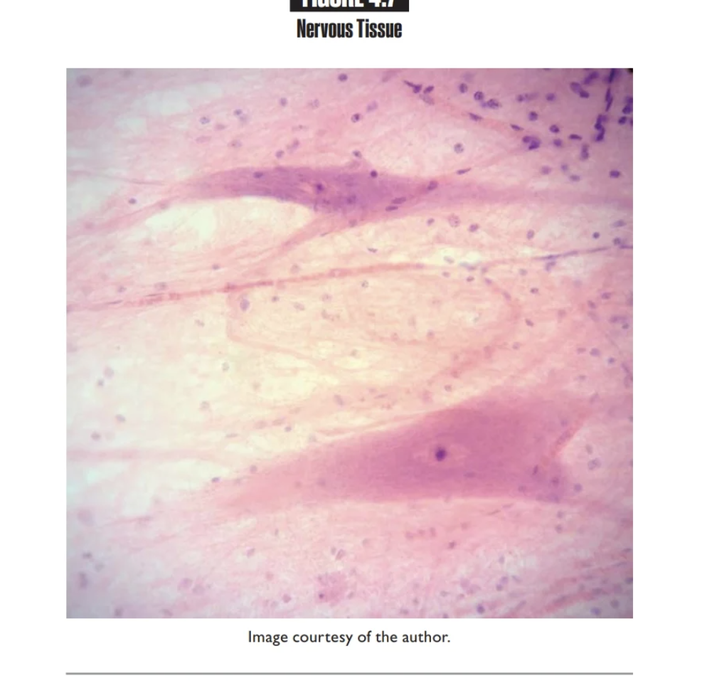 <p>Nervous Tissue</p>
