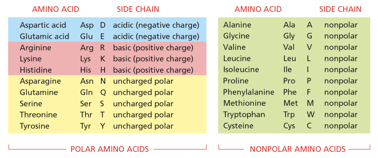 <p><span>Like α helices, β sheets often have one side facing the surface of the protein and one side facing the interior, giving rise to an amphiphilic sheet with one nonpolar surface and one polar surface. A list of amino acids and their properties is shown in the figure.</span><br><br><span>Given the typical arrangement of side chains in a strand of a β sheet, which one of the sequences listed below could form a strand in an amphiphilic β sheet?</span></p>