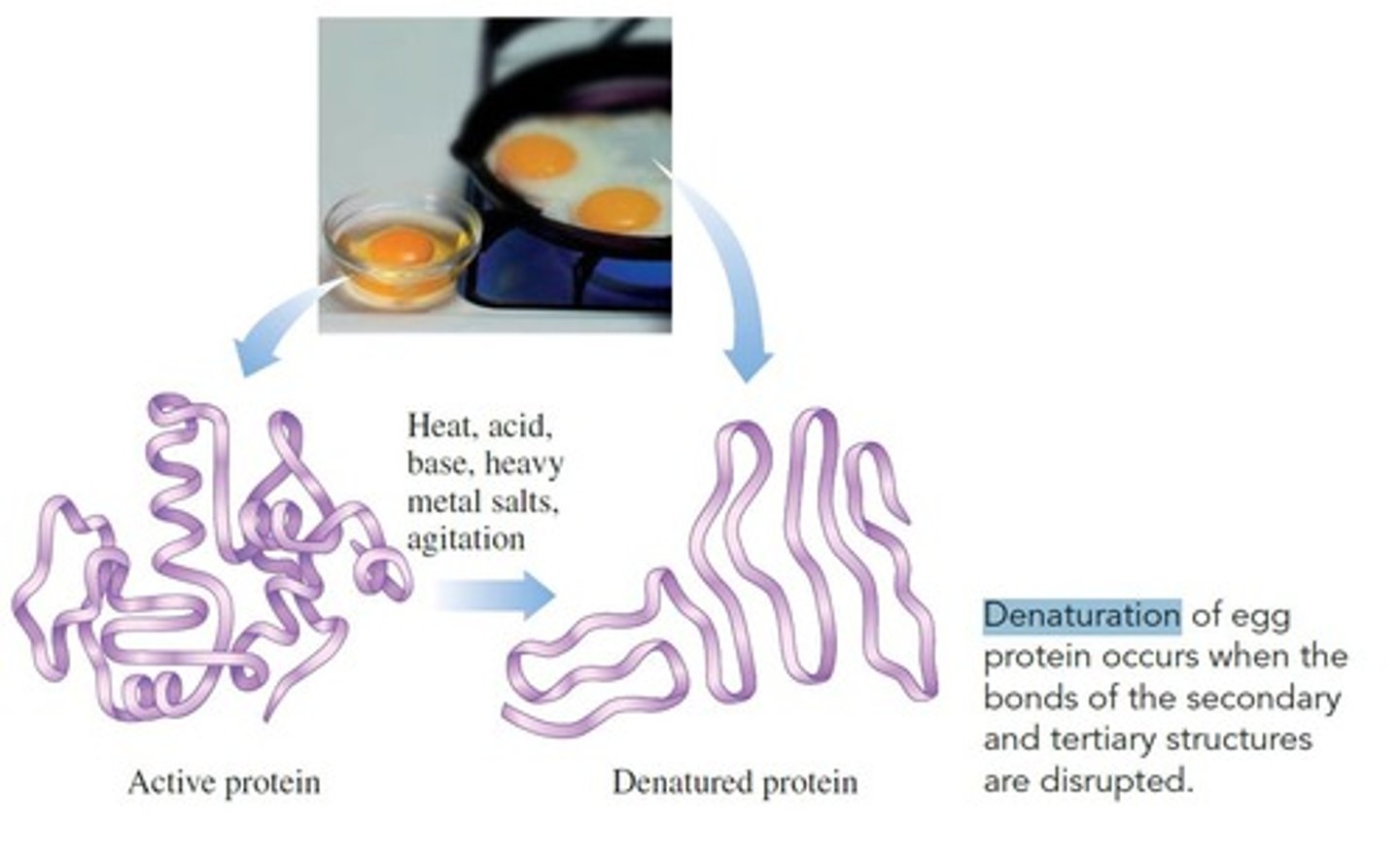 <p>Protein unfolding/looses its 3D shape and function deteriorates (does not work anymore). Death occurs when the body temperature rises above 43ºC or 110ºF, which causes irreversible damage to organs and organ systems, due to the _________________ of structural proteins and enzymes</p>