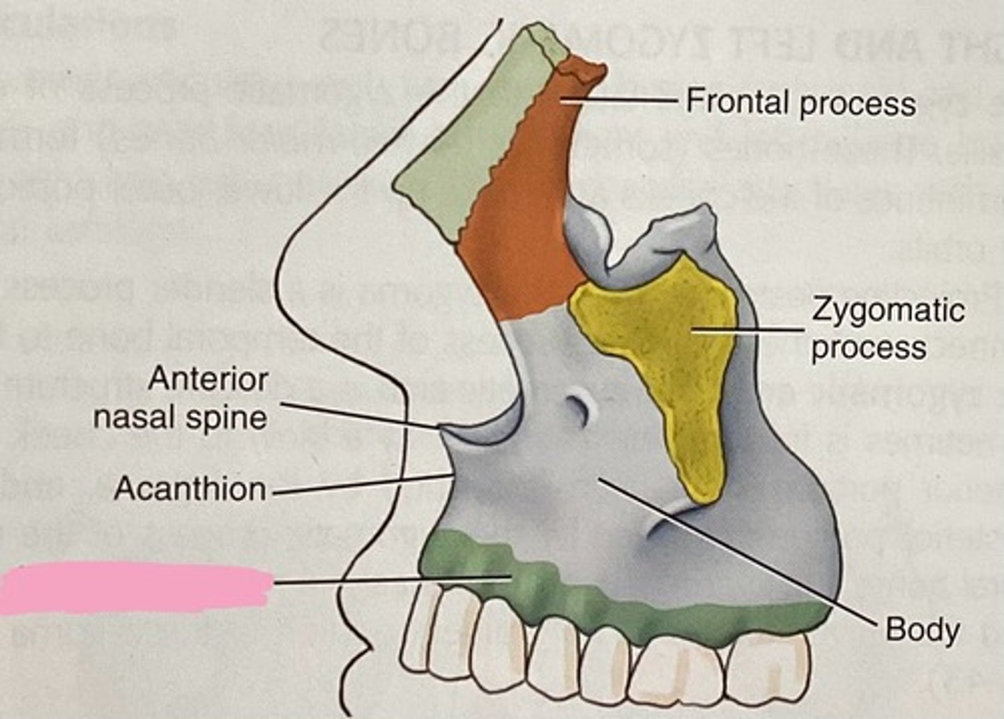 <p>Which process of the maxillae is the inferior aspect of the maxilla and contains roots for the teeth?</p>