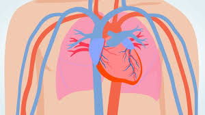 <p>Circulatory system features:</p>