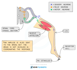 <p><span><strong>The Reflex Arc Pathway</strong></span></p><p class="MsoNormal"><span>A reflex arc is the&nbsp;<strong>pathway</strong>&nbsp;taken by electrical impulses during a reflex response. Here's how it works using the example of a&nbsp;<strong>pain-withdrawal reflex</strong>&nbsp;(stepping on a pin):</span></p><p class="MsoNormal"><span>1.</span><span style="font-size: 7pt; font-family: &quot;Times New Roman&quot;">&nbsp;&nbsp;&nbsp;&nbsp;&nbsp; </span><span><strong>Stimulus Detected:</strong></span></p><p class="MsoNormal"><span>o</span><span style="font-size: 7pt; font-family: &quot;Times New Roman&quot;">&nbsp;&nbsp; </span><span>The&nbsp;<strong>pin</strong>&nbsp;(stimulus) is detected by a&nbsp;<strong>receptor</strong>&nbsp;(pain receptor) in the skin of the foot.</span></p><p class="MsoNormal"><span>2.</span><span style="font-size: 7pt; font-family: &quot;Times New Roman&quot;">&nbsp;&nbsp;&nbsp;&nbsp;&nbsp; </span><span><strong>Sensory Neurone:</strong></span></p><p class="MsoNormal"><span>o</span><span style="font-size: 7pt; font-family: &quot;Times New Roman&quot;">&nbsp;&nbsp; </span><span>The sensory neurone sends electrical impulses to the&nbsp;<strong>spinal cord</strong>&nbsp;(the coordinator).</span></p><p class="MsoNormal"><span>3.</span><span style="font-size: 7pt; font-family: &quot;Times New Roman&quot;">&nbsp;&nbsp;&nbsp;&nbsp;&nbsp; </span><span><strong>Relay Neurone:</strong></span></p><p class="MsoNormal"><span>o</span><span style="font-size: 7pt; font-family: &quot;Times New Roman&quot;">&nbsp;&nbsp; </span><span>An electrical impulse is passed to a&nbsp;<strong>relay neurone</strong>&nbsp;in the spinal cord.</span></p><p class="MsoNormal"><span>o</span><span style="font-size: 7pt; font-family: &quot;Times New Roman&quot;">&nbsp;&nbsp; </span><span>The relay neurone connects the sensory and motor neurones.</span></p><p class="MsoNormal"><span>4.</span><span style="font-size: 7pt; font-family: &quot;Times New Roman&quot;">&nbsp;&nbsp;&nbsp;&nbsp;&nbsp; </span><span><strong>Motor Neurone:</strong></span></p><p class="MsoNormal"><span>o</span><span style="font-size: 7pt; font-family: &quot;Times New Roman&quot;">&nbsp;&nbsp; </span><span>The motor neurone carries the impulse to the&nbsp;<strong>muscle</strong>&nbsp;in the leg (the effector).</span></p><p class="MsoNormal"><span>5.</span><span style="font-size: 7pt; font-family: &quot;Times New Roman&quot;">&nbsp;&nbsp;&nbsp;&nbsp;&nbsp; </span><span><strong>Muscle Contraction:</strong></span></p><p class="MsoNormal"><span>o</span><span style="font-size: 7pt; font-family: &quot;Times New Roman&quot;">&nbsp;&nbsp; </span><span>The muscle contracts and pulls the foot away from the sharp object (response).</span></p>