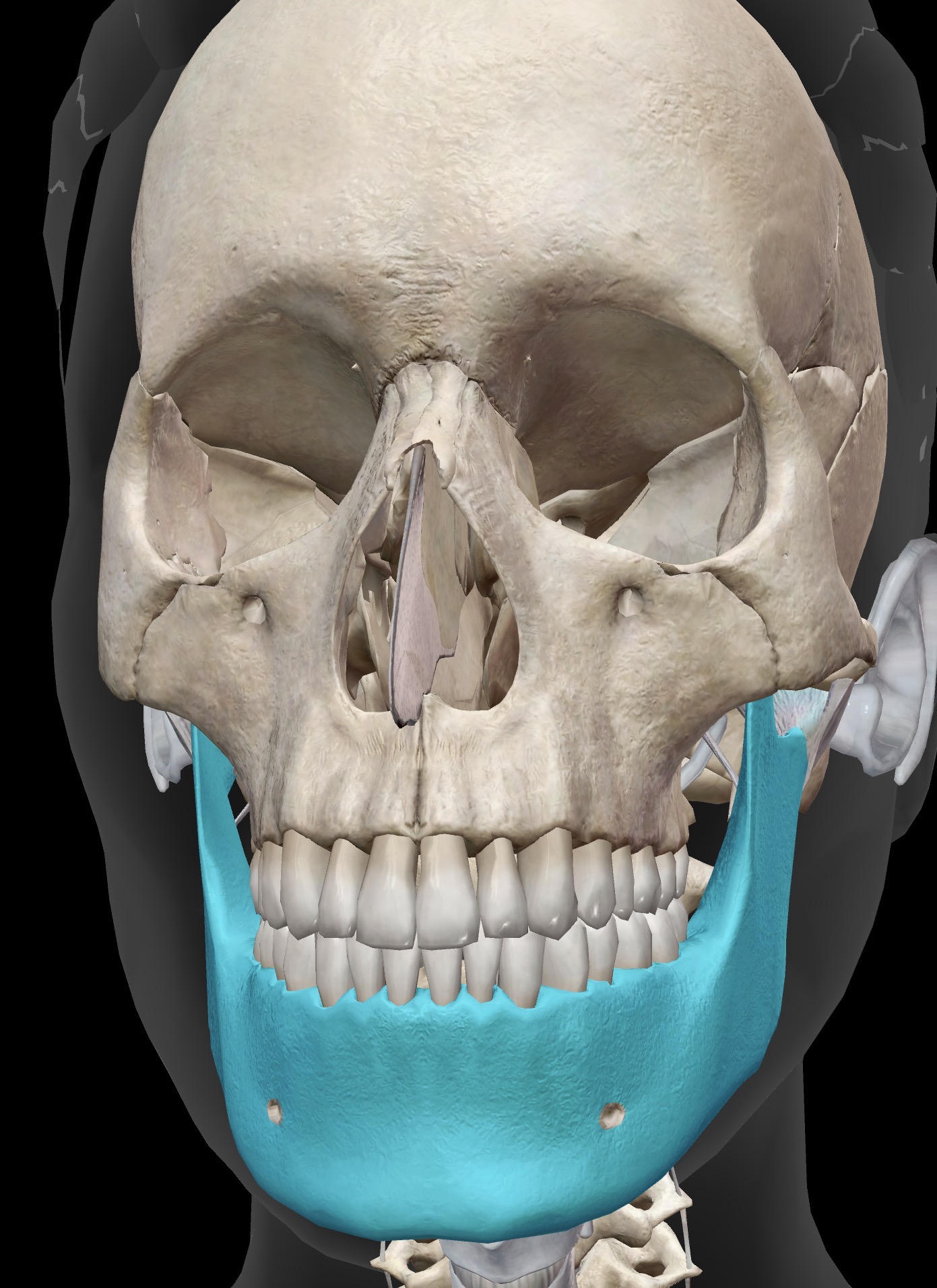 <p>Name this bone</p>
