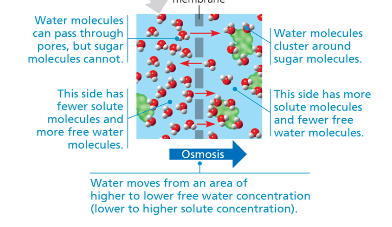 <p>osmosis </p>