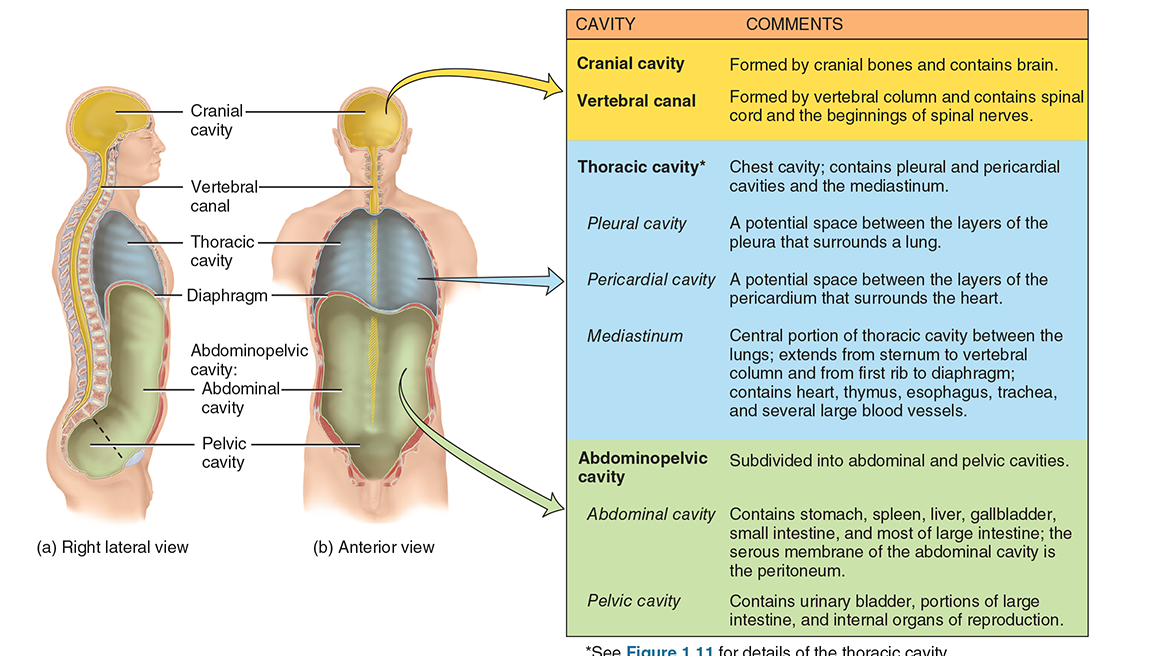 <p>the cranial cavity, vertebral cavity, thoracic cavity, abdominal cavity, and pelvic cavity (pelvic + abdominal=abdominopelvic cavity)</p>