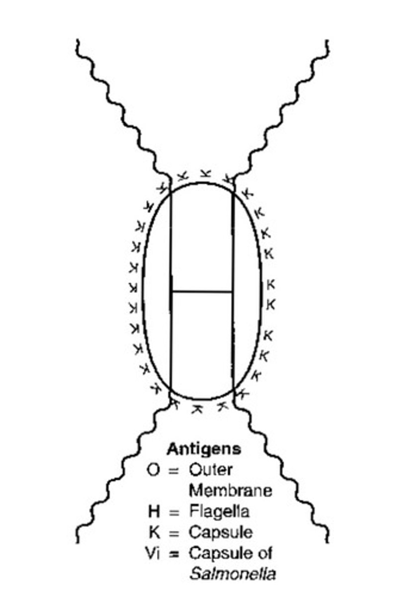 <p>Traits of a microbe that allow it to complete pathogenesis</p>