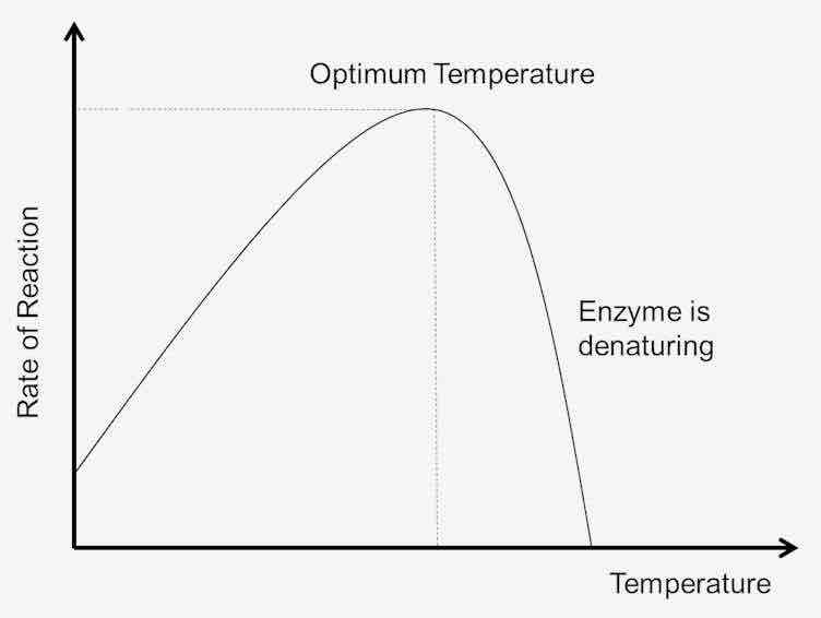 <p>Why does an Enzyme need the right temperature?</p>