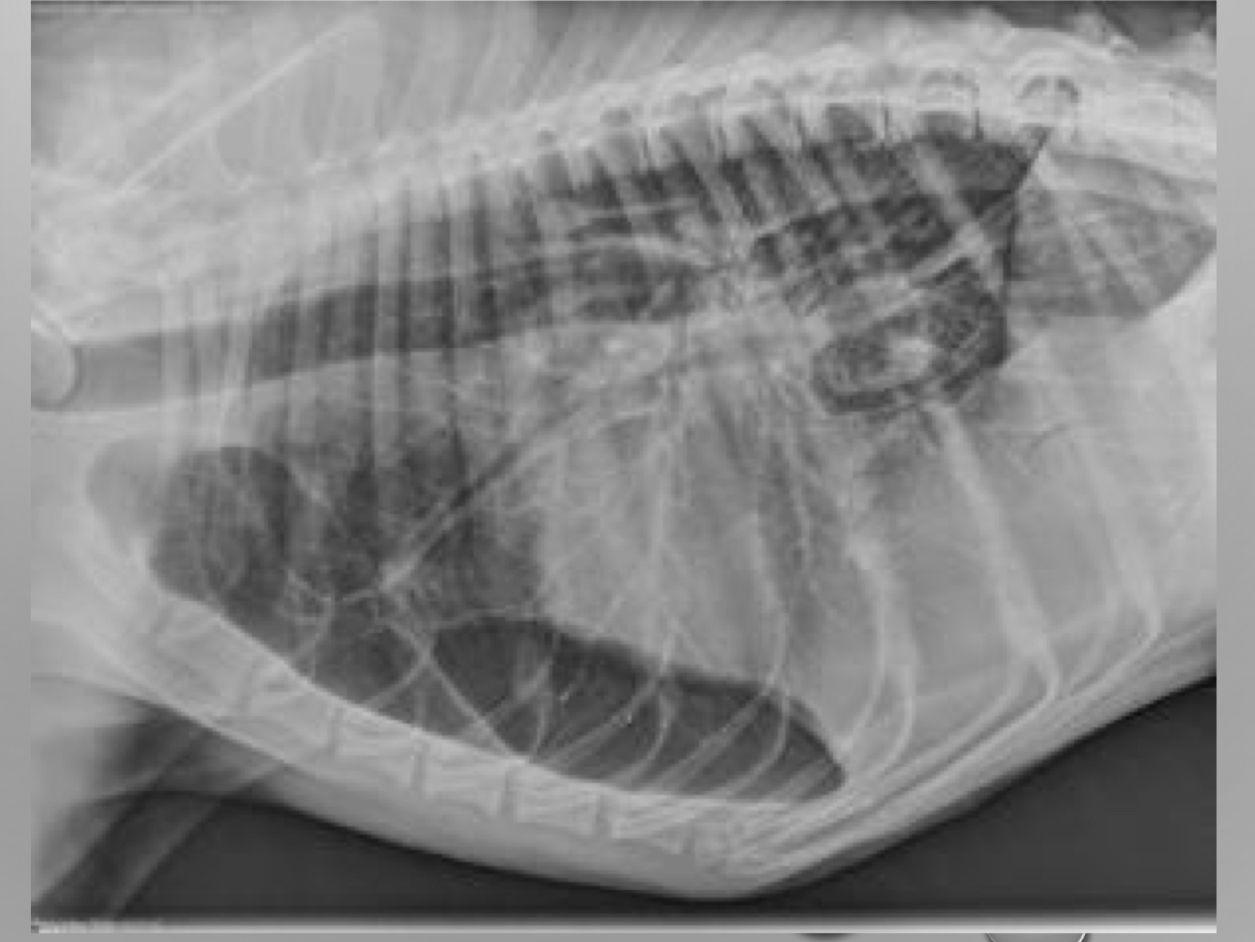 <p>what is wrong with this xray</p>