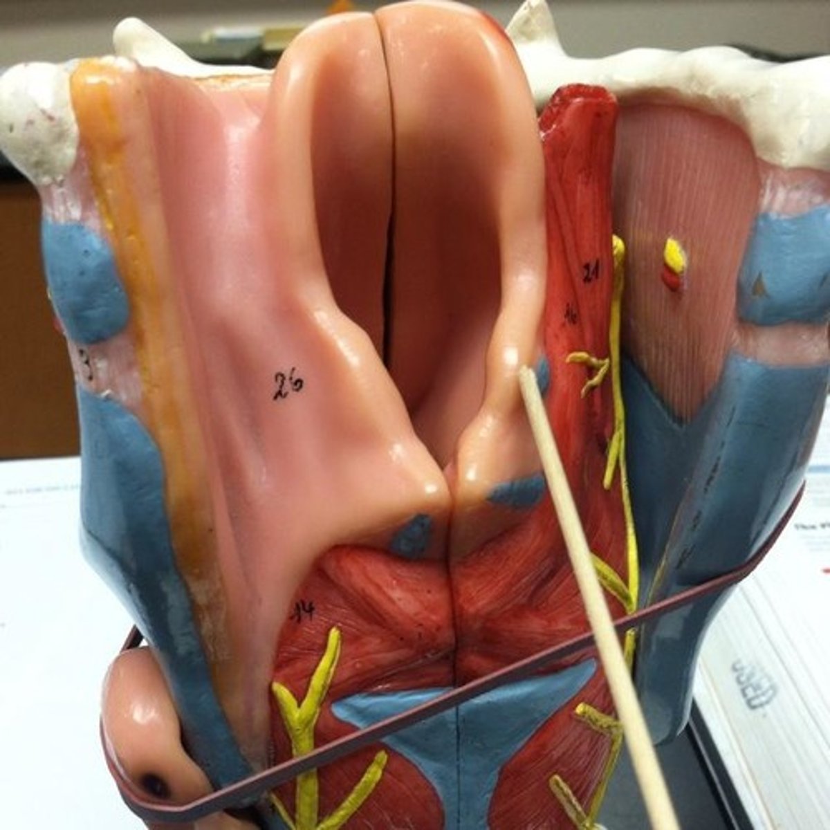 knowt flashcard image
