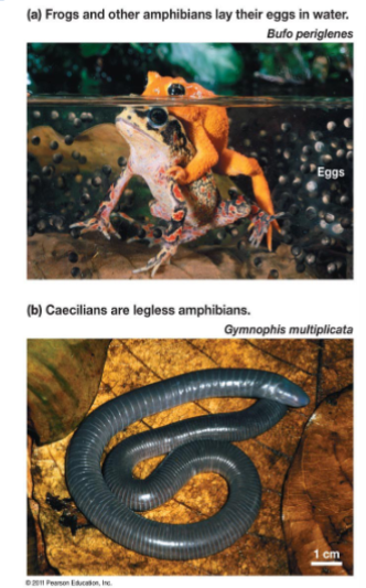 <p>in phylum chordata, subphylum vertebrata, “two lives”, frogs, salamanders, can live but not reproduce on land, lungs and gas exchange, can have internal or external fertilization</p>