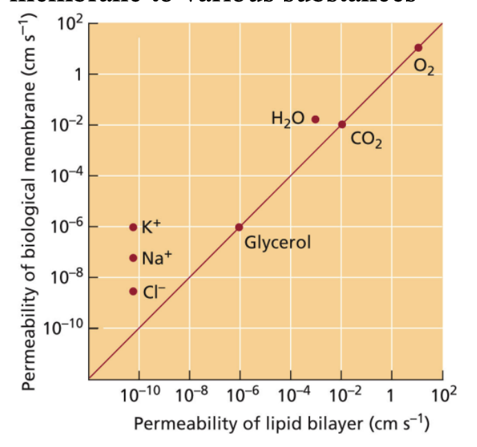 <p>charged ions<non polar gasses</p><p>we need K+ more than Cl- thus, more perm</p>