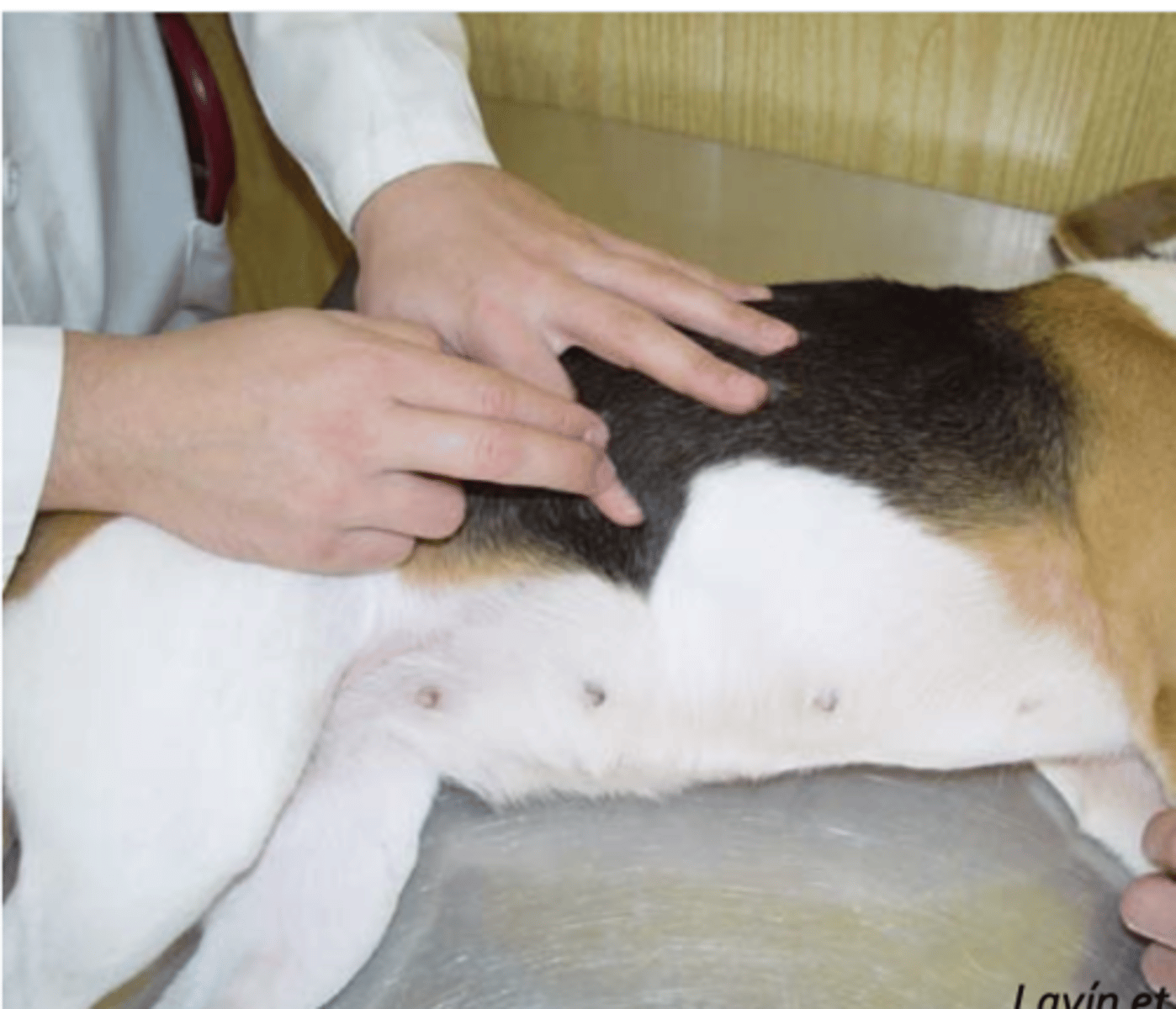 <p>what is being percussed?</p>