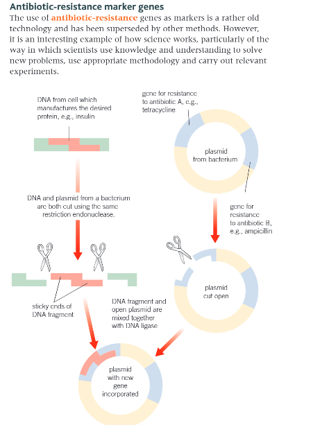 knowt flashcard image