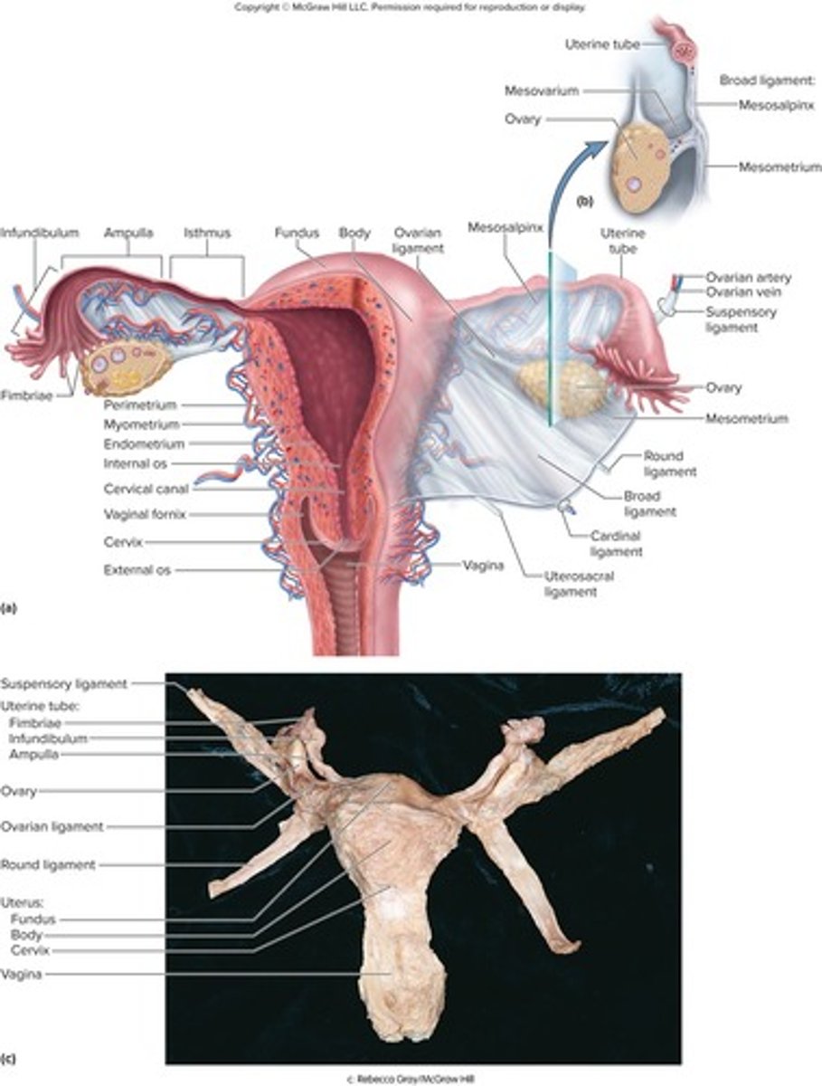 <p>Monthly changes in uterus and ovaries.</p>