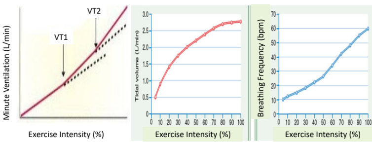<ul><li><p>minute ventilation: fairly linear from eupnea up until moderate intensity. followed by 2 exponential increases with further increasing intensity (named VT1 and VT2 - ventilatory threshold points)</p></li></ul><p></p><ul><li><p>tidal volume: fairly linear from eupnea to moderate intensity then plateauing from moderate to max</p></li><li><p>breathing frequency: fairly linear from eupnea to max intensity</p></li></ul><p></p>