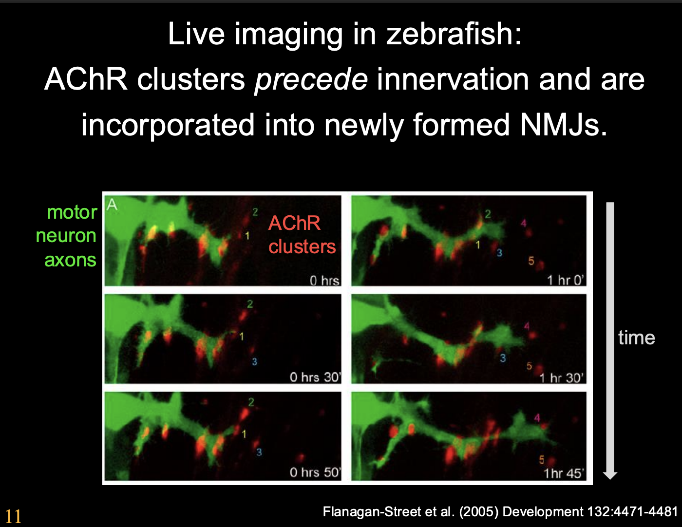 <p>Procedure:</p><ol><li><p>Label with homeobox gene→ labelled the motor neurons with GFR</p></li><li><p>Label AChR receptor in red</p><ul><li><p>note: not all labelled to ensure some are still functioing</p></li></ul></li><li><p>Observe overtime how the AChRs cluster with growth cone approach</p></li></ol><p>Observations:</p><ul><li><p>growth cones contact receptors and get larger and increase branches to clusters</p></li><li><p>post synaptic muscle is guiding the growth cone→ not a passive entitiy</p></li></ul><p>Conclusion:</p><ul><li><p>AChR clusters <strong>precede innervation</strong> and are incorporated into newly formed NMJs</p></li><li><p>The post synaptic muscle has some <strong>pre-patterning </strong> of clusters</p></li></ul><p></p>
