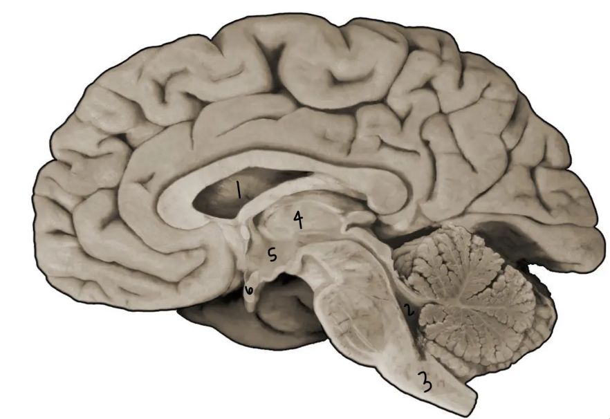 <p>What structure is labeled 6?</p>