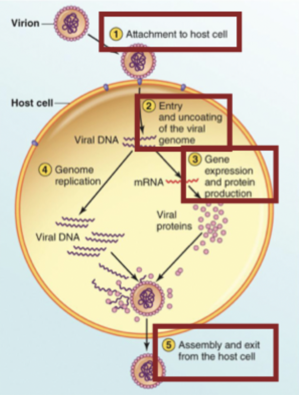 <ol><li><p>Attachment to host cell</p></li><li><p>Entry and uncoating of the viral genome</p></li><li><p>Gene expression and protein production</p></li><li><p>Assembly and exit from the host cell</p></li></ol><p></p>