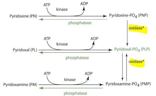 <ul><li><p>PLP and PL are major forms in systemic blood (75-90%)</p></li><li><p>Most PLP (and other vitamers) transported bound to albumin</p></li><li><p>Liver takes up newly absorbed B6 by passive diffusion</p></li><li><p>Oxidase is FMN dependent</p></li><li><p>Steps</p><ul><li><p>PL and PLP are released from the liver to other tissues</p></li><li><p>PLP is hydrolyzed to PL in blood for cellular uptake</p></li><li><p>PL is then phosphorylated by an intracellular kinase</p><ul><li><p>free forms are taken by tissues</p></li></ul></li><li><p>PLP then binds a protein to prevent its degeneration</p><ul><li><p>functions as a coenzyme</p></li></ul></li></ul></li></ul>
