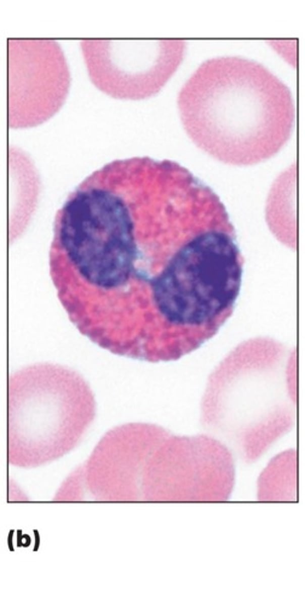 <p>red staining granules, bilobed nucli, attack parasites and also involved in allergies and asthma and plays a role in modulating immune responses.</p>