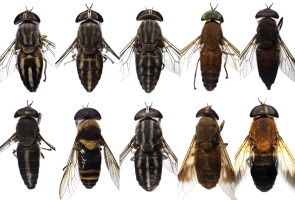 <p>Deer and Horse Flies</p><p>Order Diptera</p>
