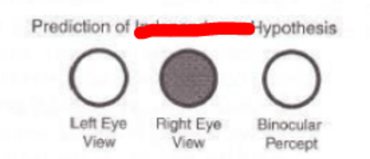 <p>hypothesis of Fechners paradox stating that the eyes are acting independently, and that the eye with the brighter image determines the brightness of the binocular percept.</p>