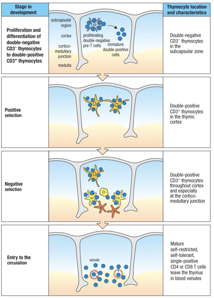 <ol><li><p><strong>Bone marrow:</strong> T cell precursors form</p></li><li><p><strong>Thymus entry:</strong> proliferation (DN)</p></li><li><p><strong>β & α chain rearrangement</strong> → TCR</p></li><li><p><strong>Positive selection (cortex):</strong> keep MHC-binders</p></li><li><p><strong>Lineage choice:</strong> CD4 or CD8</p></li><li><p><strong>Negative selection (medulla):</strong> remove self-reactive</p></li><li><p><strong>Naïve single-positive T cells</strong> exit to lymphoid tissues</p></li></ol><p></p>