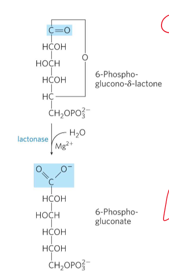 <p>What is Oxidative step 2?</p>