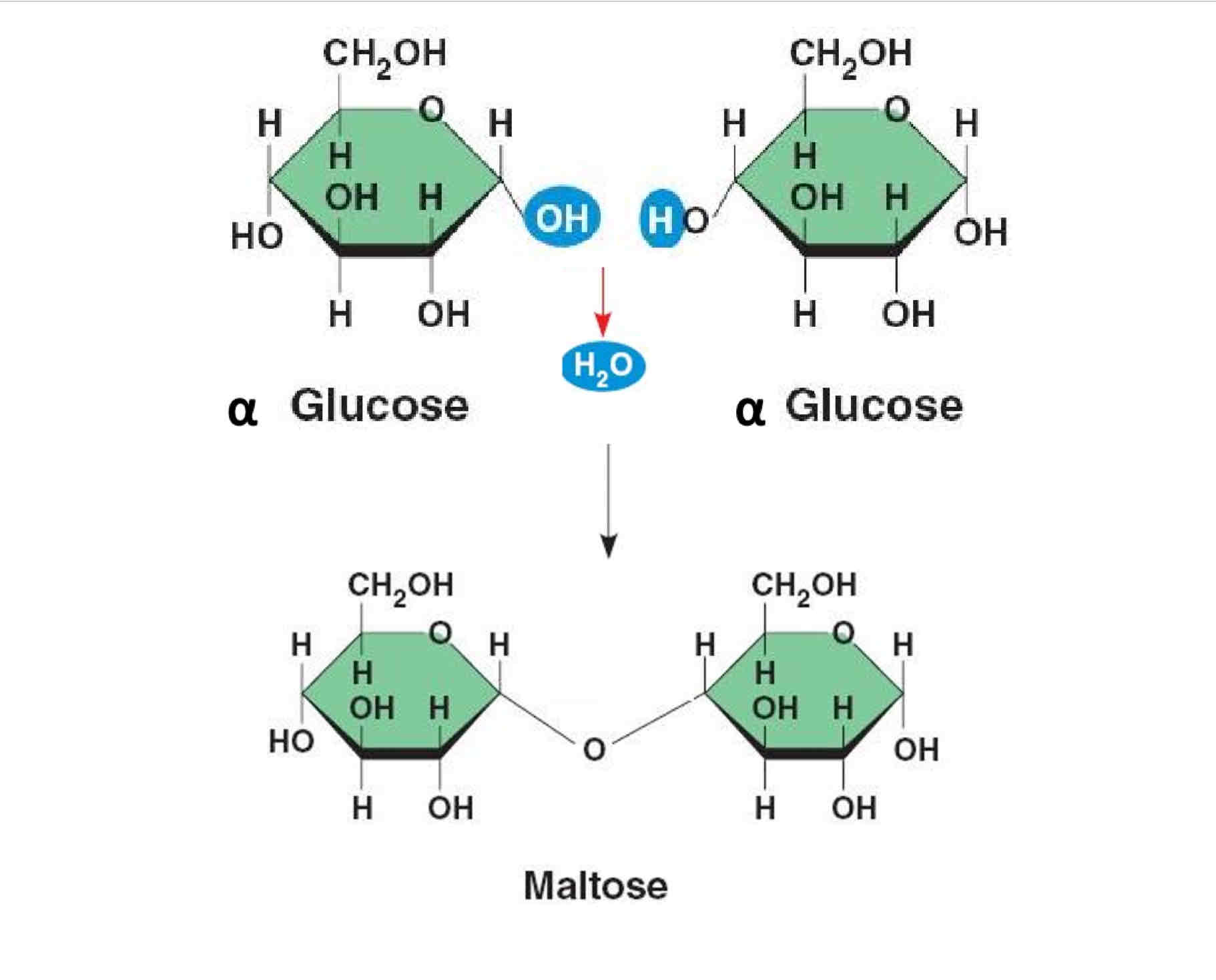 <p>Condensation reaction forming a water molecule. </p>