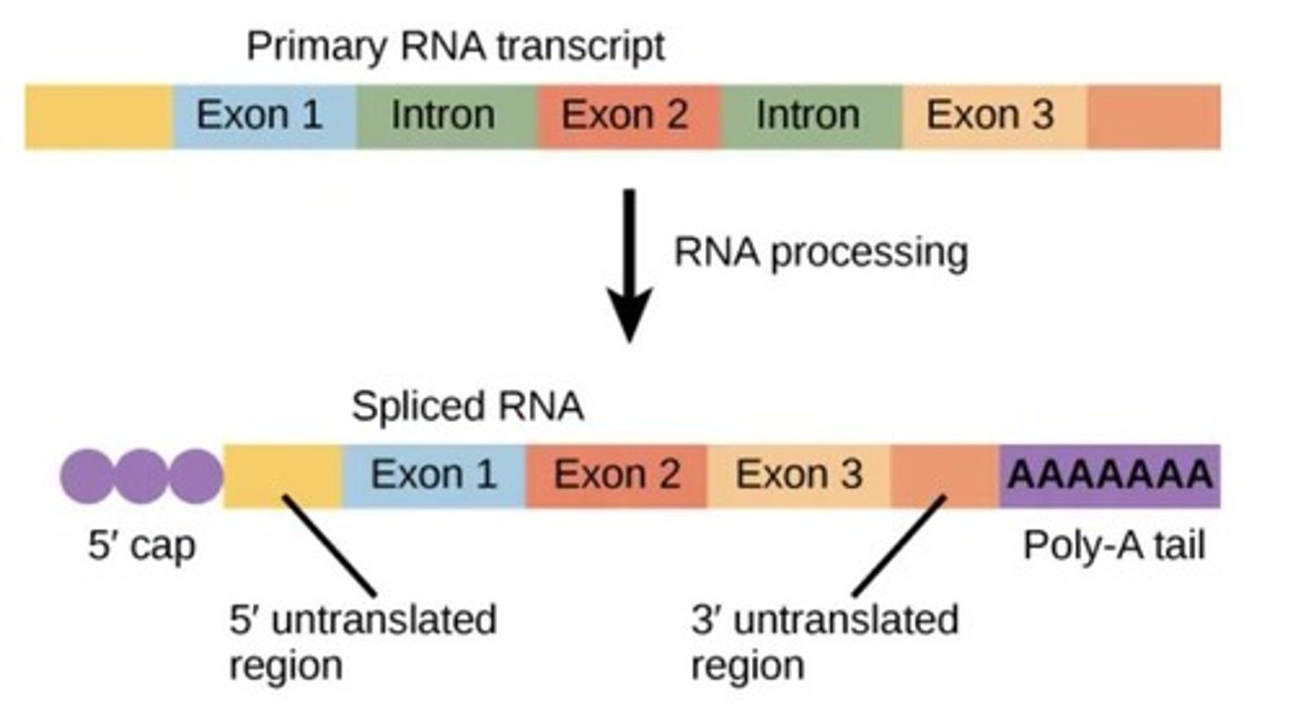 <p>The addition of a poly-A tail and 5' cap, and alternative splicing of pre-mRNA.</p>