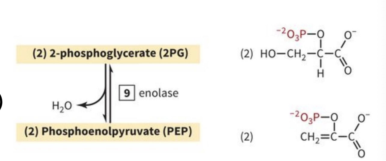 <p>PAYOFF PHASE STEP 9: 2PG is dehydrated to phosphoenolpryuvate (PEP)</p>