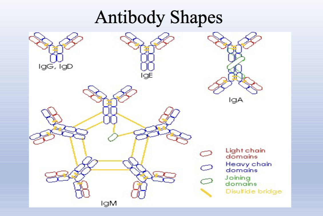 <p>Composed to two long polypeptides, heavy chains, and two shorter light chains.</p><ul><li><p>bound bu disulfide bonds</p></li><li><p>Stem of Y only heavy chains (Fc)</p></li><li><p>Diverging arm are light and heavy chains (Fab)</p></li></ul><p></p>