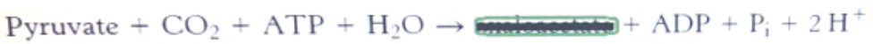 <p>This enzyme converts pyruvate into oxaloacetate by oxidizing ATP in gluconeogenesis</p>