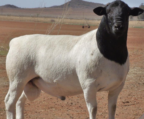 <ul><li><p><strong>Shedding sheep</strong></p><ul><li><p>Does NOT have the parasitic resistance that hair sheep have.</p></li></ul></li><li><p>Were imported from <strong>South Africa in the 1990s</strong></p></li><li><p>Dorset x Blackhead Persian</p><ul><li><p>Subcategory of fat-tails</p><ul><li><p>Fit for desert survival</p></li><li><p>Recent strain of whiteheads</p></li></ul></li></ul></li><li><p>Meaty, tough, stocky, adaptable</p><ul><li><p>Can thrive in a<strong> multitude of environments</strong></p></li></ul></li></ul><p></p>