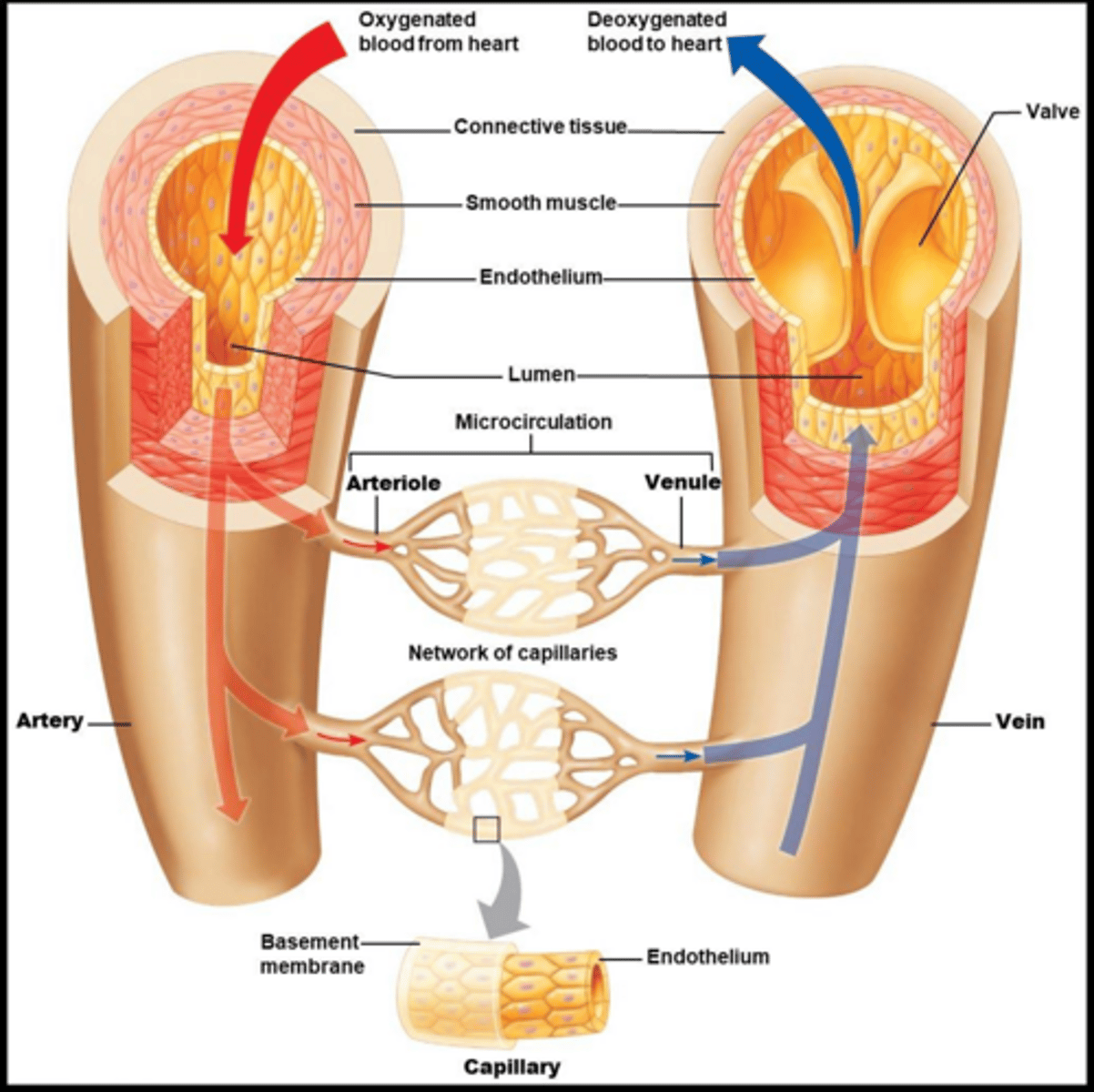 <p>Heart, blood vessels, and blood.</p>