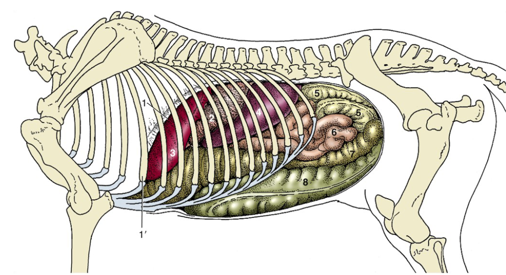 <ul><li><p>Posterior to thoracic cavity (heart/lungs)</p></li><li><p>Enlarged area to horse gut</p></li></ul><p></p>