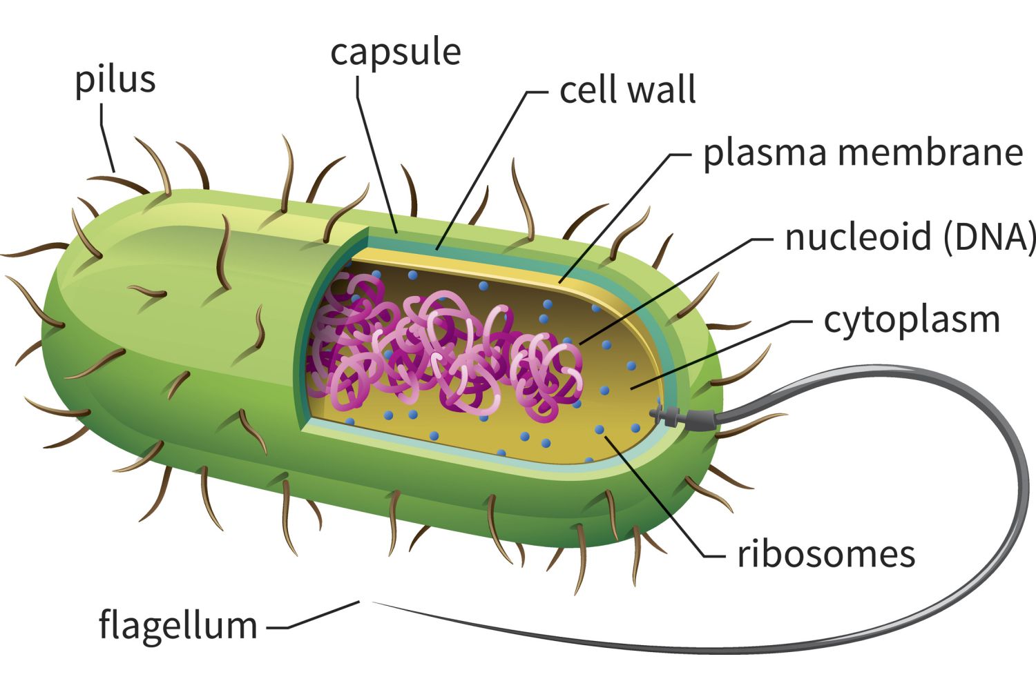 <p>Name the 4 organelles that are found in some prokaryotic cells but not all</p>