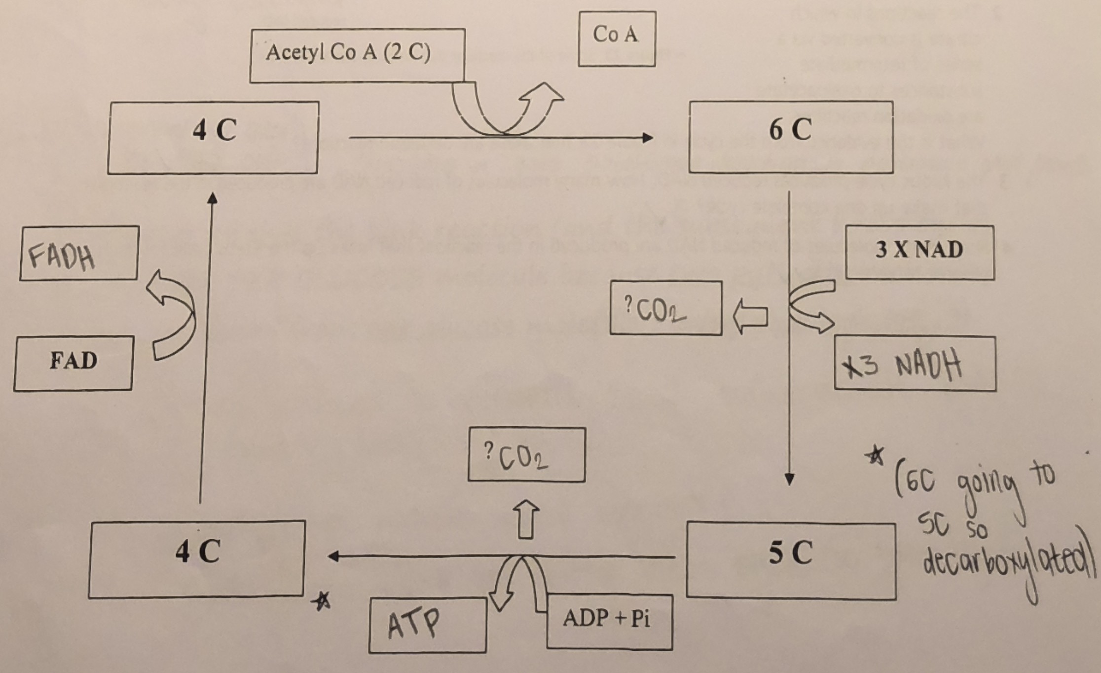 <ol><li><p>The 2C acetyl coenzyme A from the Link reaction combines with a 4C compound to make a 6C compound which enters the Krebs cycle (regenerates coenzyme A to be used again in Link reaction)</p></li><li><p>The 6C compound is oxidised (hydrogens removed) &amp; hydrogens are passed to coenzymes NAD &amp; FAD, forming 3 x NADH &amp; 1 x FADH</p></li><li><p>The 6C compound is decarboxylated twice (leads to release of x2 CO<sub>2</sub> molecules) &amp; the 4C compound is regenerated, allowing Krebs cycle to continue</p></li><li><p>A single molecule of ATP is produced from ADP + Pi through substrate phosphorylation</p></li></ol><p></p>