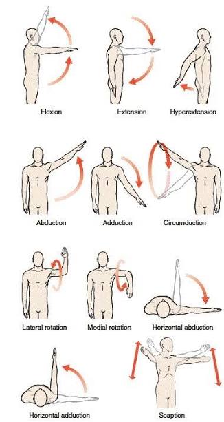 <p>Flexion &amp; Extension, Abduction &amp; Adduction, Horizontal abduction, horizontal adduction, External &amp; Internal Rotation, Circumduction</p>