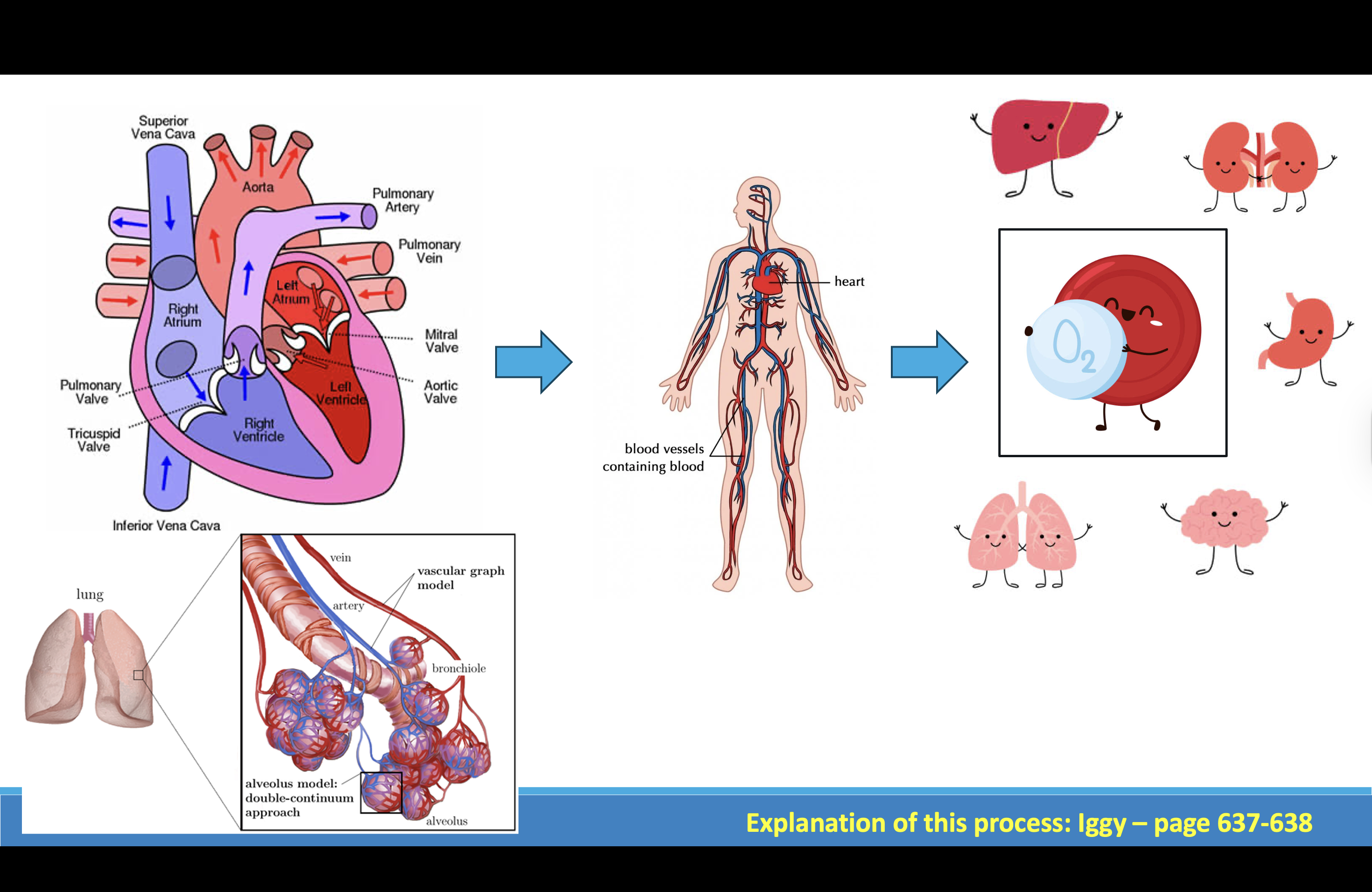 <p>Cardiovascular</p>